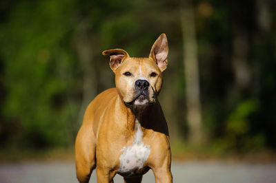 Portrait of brown dog running