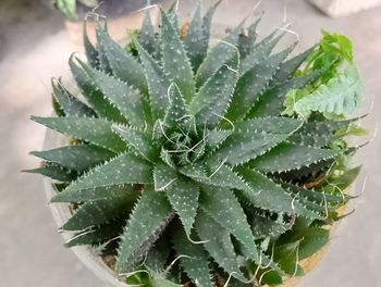 aloe