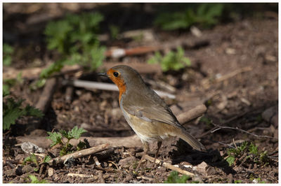 Close-up of bird perching on a field