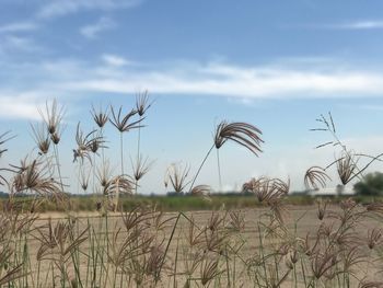 Crops growing on field against sky