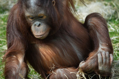 Orangutan sitting on field at zoo