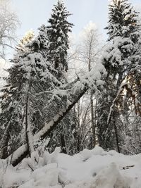 Snow covered trees in forest against sky
