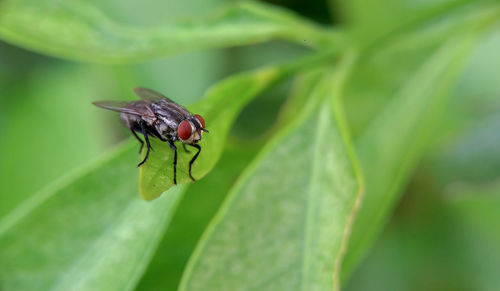 Close-up of fly on leaf