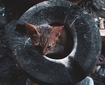 Close-up portrait of a cat