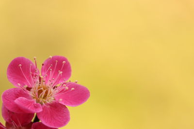 Close-up of pink flower