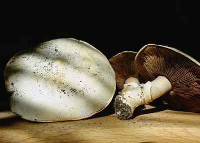 Close-up of mushrooms against black background