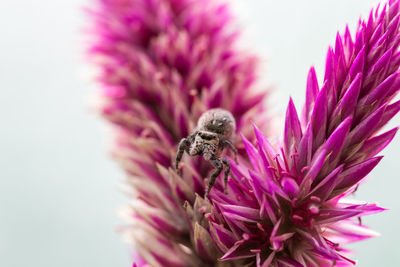 Close-up of bee pollinating on pink flower