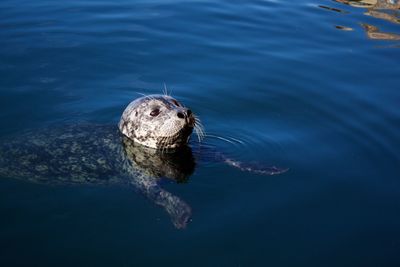 A seal swims in the water.