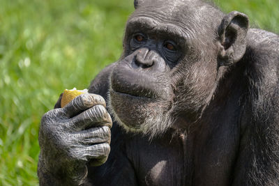 Close-up of chimpanzee having food