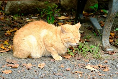 Cat lying down on tiled floor
