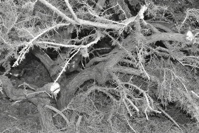Close-up of frozen tree
