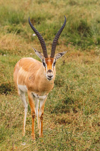 Front view of deer standing on field