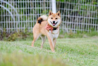 Portrait of dog walking on lawn