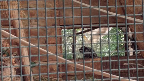 Cat in cage
