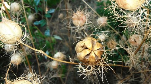 Close-up of dry flower on field