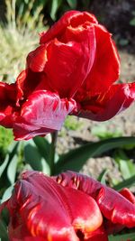 Close-up of red flowers blooming outdoors