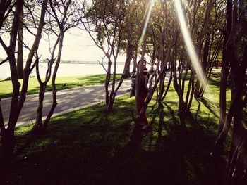 Sun shining through trees