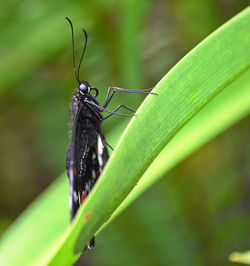 Close-up of butterfly on leaf