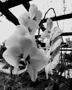 Low angle view of fresh flowers against sky