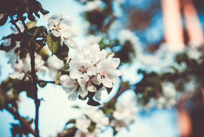 Close-up of cherry blossoms in spring