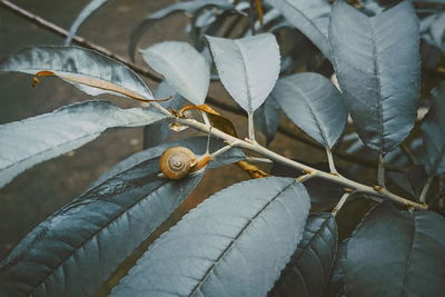 Close-up of dry leaves on plant