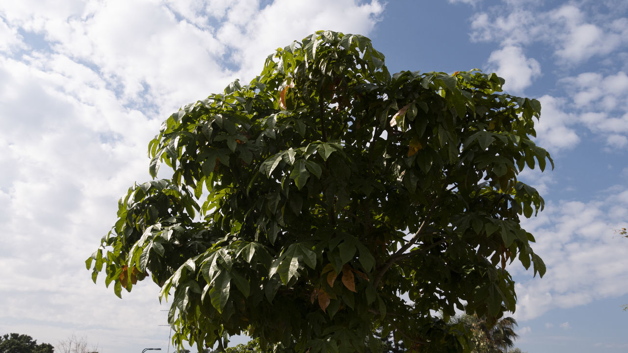 LOW ANGLE VIEW OF TREE