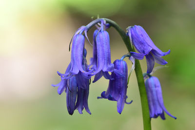 Close-up of purple iris flower