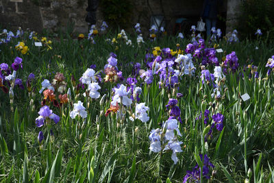 Close-up of purple crocus flowers on field