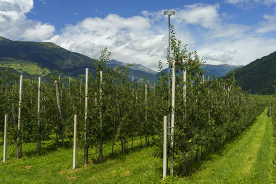 Panoramic shot of trees on field against sky