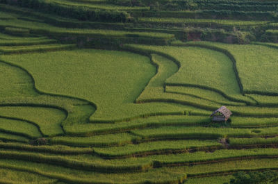 Scenic view of rice field