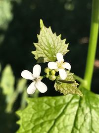 Close-up of white flowers blooming outdoors