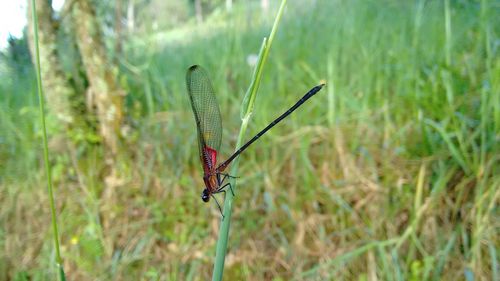 Close-up of insect on grass