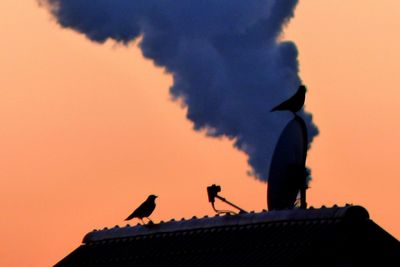 Low angle view of silhouette birds on roof against sky