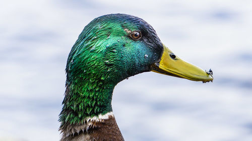 Close-up of a bird