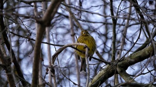 Low angle view of bird perching on tree