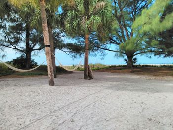 Trees growing on landscape