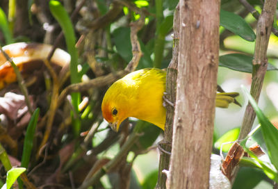 Close-up of bird on tree trunk