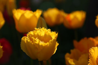 Close-up of yellow flowering plant