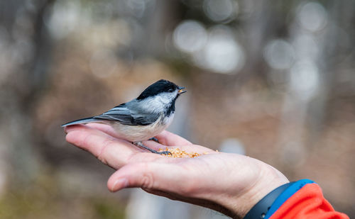 Close-up of hand holding bird