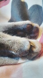 Close-up of cat sleeping