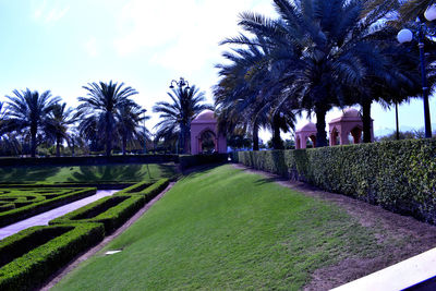 View of palm trees in lawn