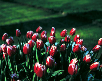 Red flowers blooming on field