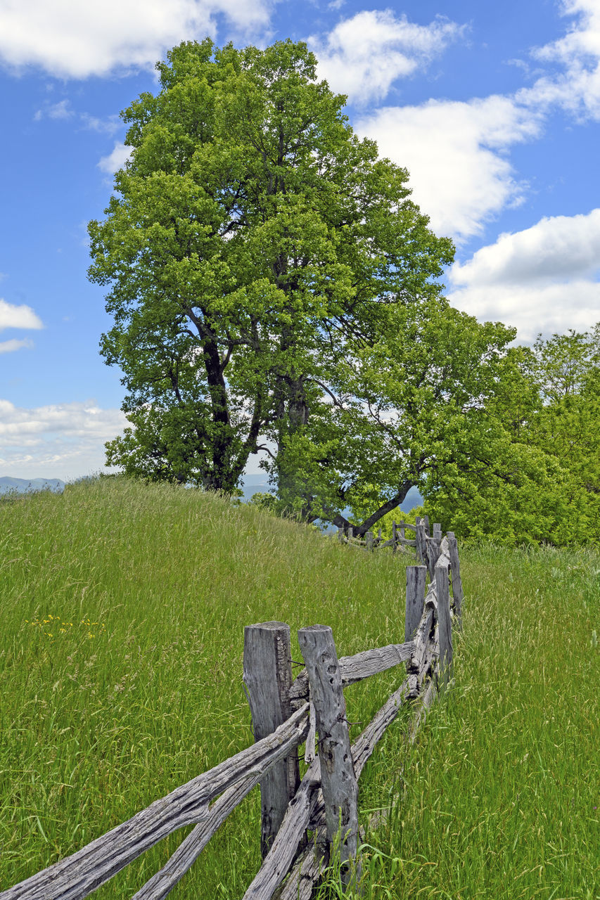 TREES GROWING ON FIELD