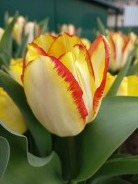 Close-up of yellow rose blooming outdoors