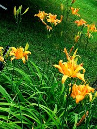 Close-up of yellow flowers blooming in field