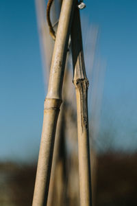 Close-up of tree trunk against blue sky