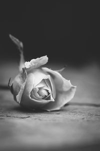 Close-up of rose on table