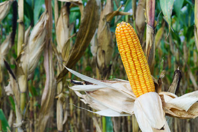 Close-up of corn