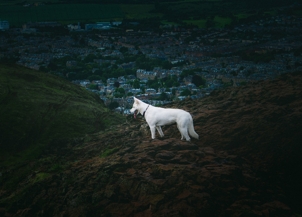 DOG STANDING ON FIELD BY MOUNTAIN