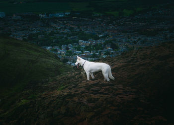 Dog standing on field